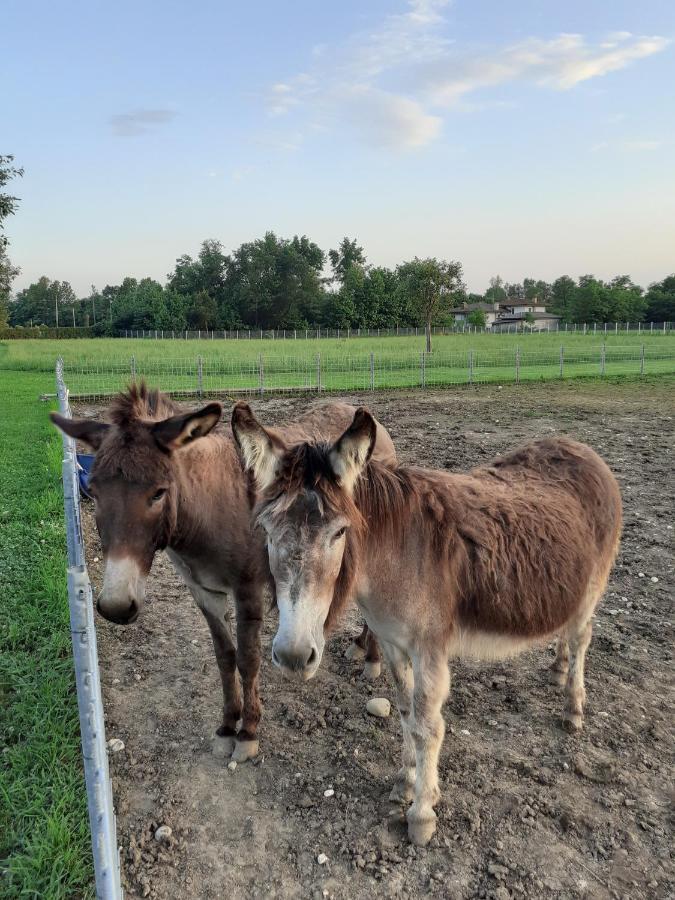 Azienda Agrituristica Ai Prai カステッロ・ディ・ゴーデゴ エクステリア 写真
